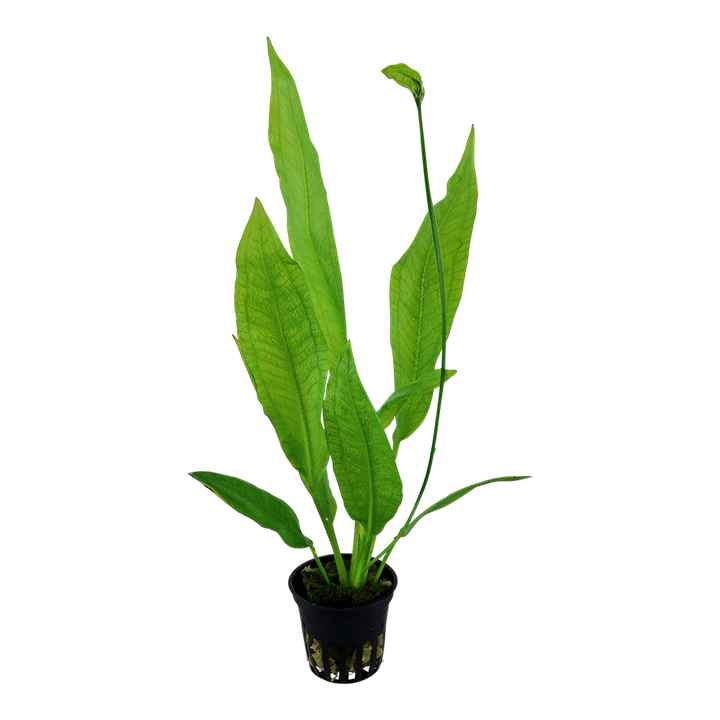 Tropica Akvarieplante i potte Echinodorus grisebachii (bleherae)